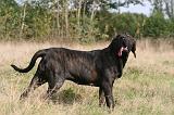 FILA BRASILEIRO 172